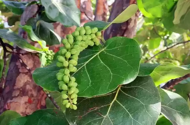 Free download Raisinier Sea Grape Coccoloba -  free photo or picture to be edited with GIMP online image editor