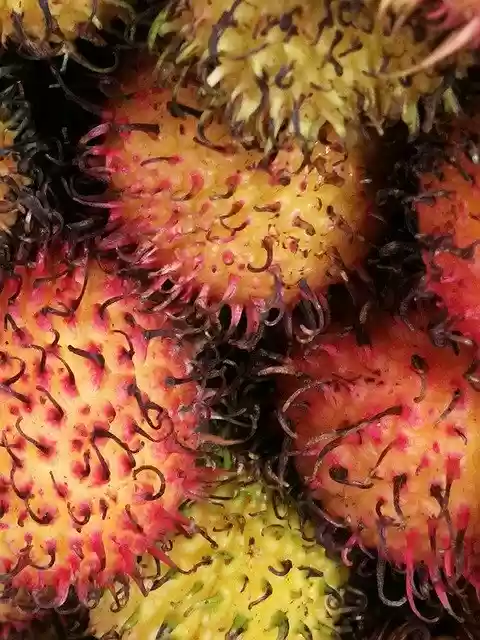 Free download Rambutan Fruit Market -  free photo or picture to be edited with GIMP online image editor