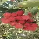 rambutan wallpaper  screen for extension Chrome web store in OffiDocs Chromium