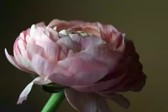 Free download Ranunculus Spring Flower -  free photo or picture to be edited with GIMP online image editor
