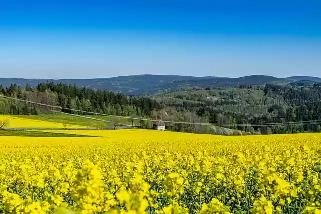 Free download rapeseed field oilseed rape free picture to be edited with GIMP free online image editor