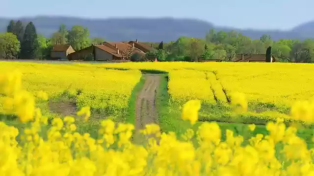 Free download rapeseed on the ground pre road free picture to be edited with GIMP free online image editor