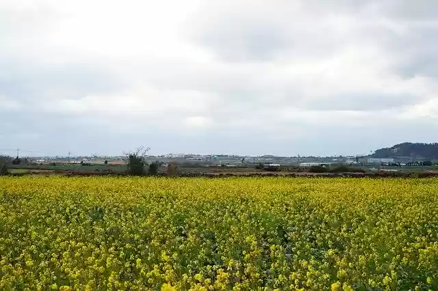 Kolza Tohumu Tecavüz Çiçekleri Sarı ücretsiz indir - GIMP çevrimiçi resim düzenleyici ile düzenlenecek ücretsiz fotoğraf veya resim