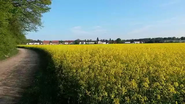 Free download Rapeseed Yellow Field -  free photo or picture to be edited with GIMP online image editor