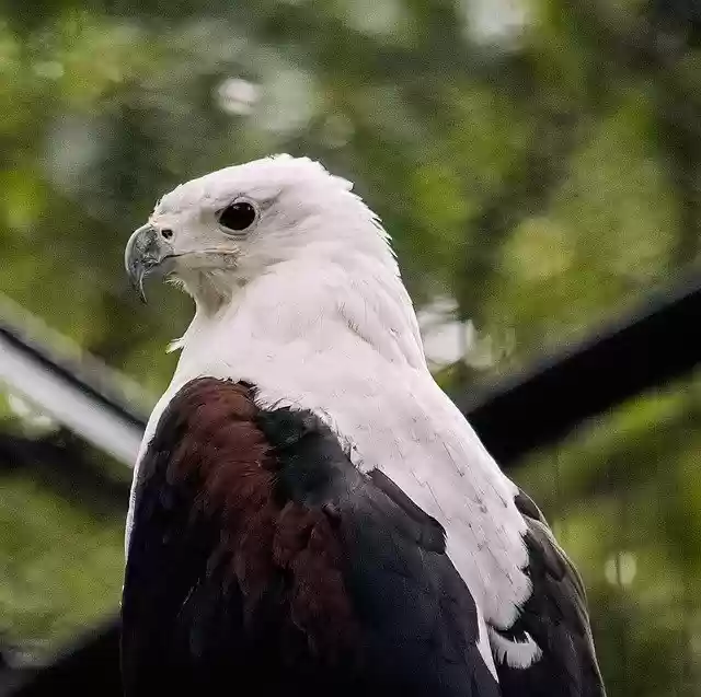 免费下载 Raptor Bird Animal - 使用 GIMP 在线图像编辑器编辑的免费照片或图片