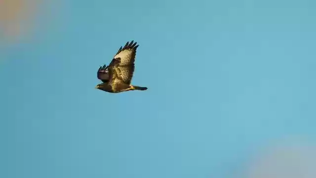 Free download Raptor Flight Flying -  free free photo or picture to be edited with GIMP online image editor
