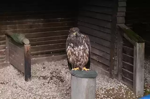 Free download Raptor Nature Bird Of Prey -  free photo or picture to be edited with GIMP online image editor