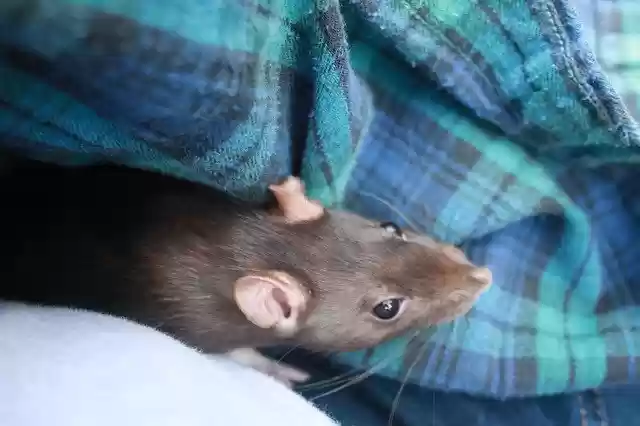 Free download Rat Flannel -  free photo or picture to be edited with GIMP online image editor