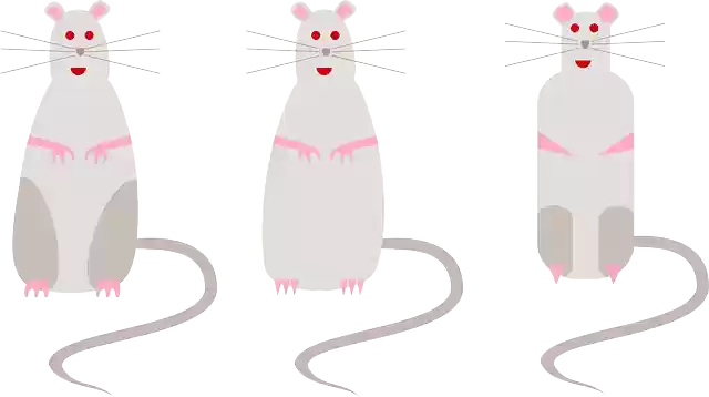 Free download Rats Mice Rodents - Free vector graphic on Pixabay free illustration to be edited with GIMP free online image editor