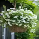Rattan flower basket wallpaper  screen for extension Chrome web store in OffiDocs Chromium