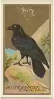 Free download Raven, from the Birds of America series (N4) for Allen & Ginter Cigarettes Brands free photo or picture to be edited with GIMP online image editor