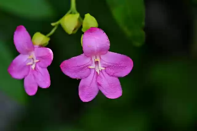 Free download ravenia flower plant pink flower free picture to be edited with GIMP free online image editor