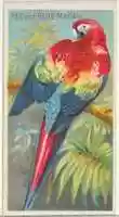 Free download Red and Blue Macaw, from the Birds of the Tropics series (N5) for Allen & Ginter Cigarettes Brands free photo or picture to be edited with GIMP online image editor
