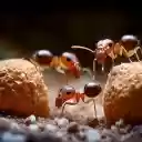 Red ants  screen for extension Chrome web store in OffiDocs Chromium