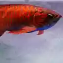 red arowana fish scales  screen for extension Chrome web store in OffiDocs Chromium
