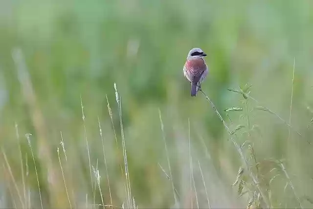 Free download red backed shrike bird perched free picture to be edited with GIMP free online image editor