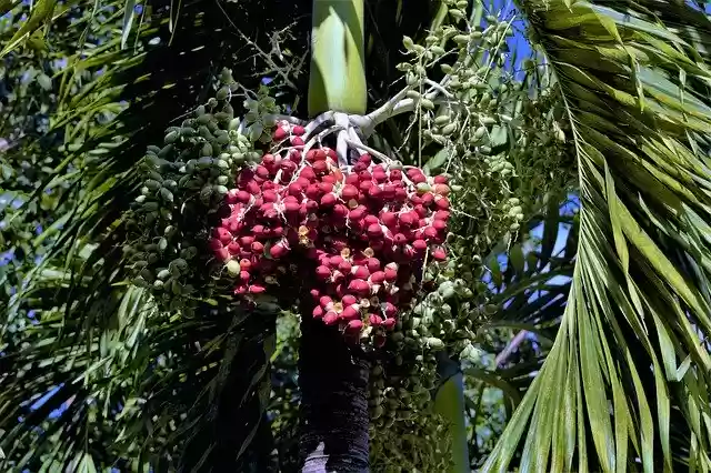 Free download Red Balls Palm Tree Seeds -  free free photo or picture to be edited with GIMP online image editor