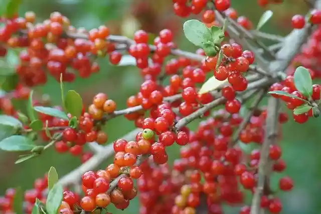 Free download Red Berries Berry -  free photo or picture to be edited with GIMP online image editor