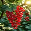 Red berry cluster wallpaper  screen for extension Chrome web store in OffiDocs Chromium