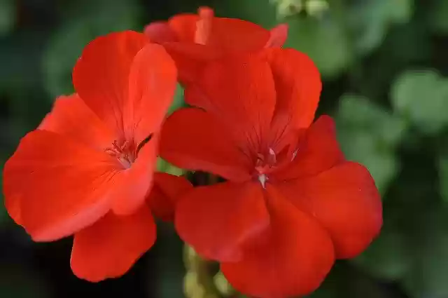 Free download Red Big -  free photo or picture to be edited with GIMP online image editor