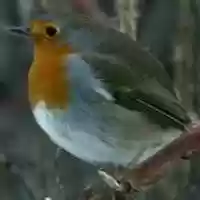 Free download Redbreast Bird dances to Tom Jones Not Unusual thumbnail free photo or picture to be edited with GIMP online image editor