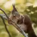 Red brown squirrel with sharp claws  screen for extension Chrome web store in OffiDocs Chromium