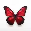 red butterfly wallpaper black border  screen for extension Chrome web store in OffiDocs Chromium