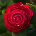 Red Camellia  screen for extension Chrome web store in OffiDocs Chromium