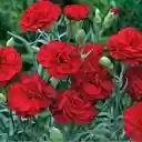 Red Carnation Wallpaper  screen for extension Chrome web store in OffiDocs Chromium