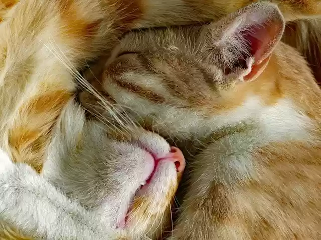 Free download Red Cats Feline Fur -  free photo or picture to be edited with GIMP online image editor