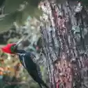 Red cockaded woodpecker  screen for extension Chrome web store in OffiDocs Chromium