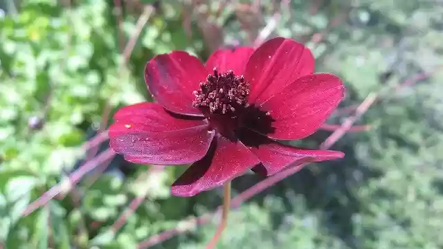 Free download Red Cosmos Flower -  free photo or picture to be edited with GIMP online image editor