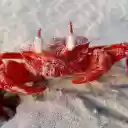 Red crab and big eyes  screen for extension Chrome web store in OffiDocs Chromium