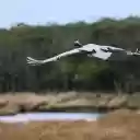 Red crowned Crane Flying  screen for extension Chrome web store in OffiDocs Chromium