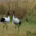Red crowned cranes  screen for extension Chrome web store in OffiDocs Chromium
