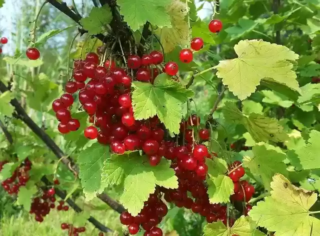 Free download Red Currant Berries -  free photo or picture to be edited with GIMP online image editor