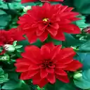 Red Dahlia Wallpaper  screen for extension Chrome web store in OffiDocs Chromium