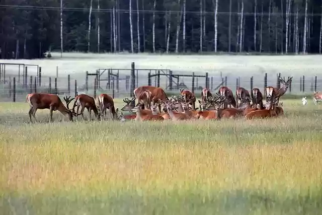 Free download red deer animals herd meadow free picture to be edited with GIMP free online image editor
