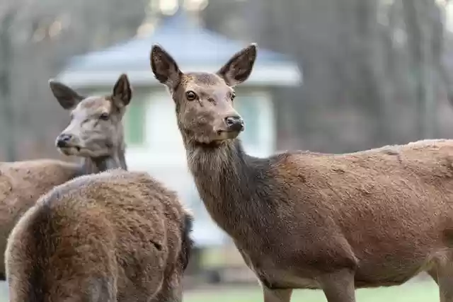 Free download red deer deer wildlife nature free picture to be edited with GIMP free online image editor