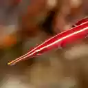 Red eggplant with white stripes  screen for extension Chrome web store in OffiDocs Chromium