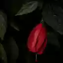 Red flower at night  screen for extension Chrome web store in OffiDocs Chromium