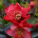 Red flower branch and young shoots  screen for extension Chrome web store in OffiDocs Chromium