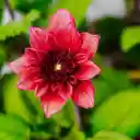 Red flower buds  screen for extension Chrome web store in OffiDocs Chromium