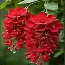 red flower cluster wallpaper  screen for extension Chrome web store in OffiDocs Chromium