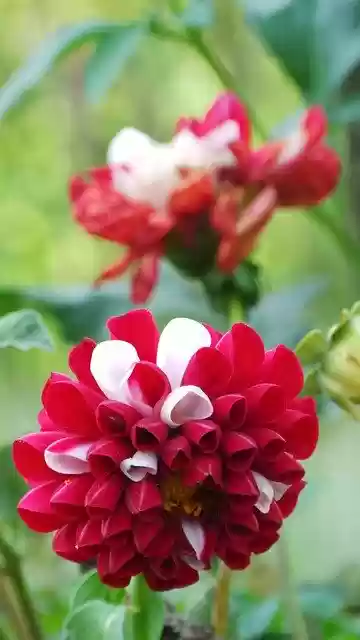 Red flower garden  screen for extension Chrome web store in OffiDocs Chromium