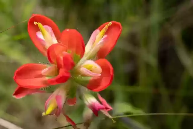 Free download Red Flower Nature -  free photo or picture to be edited with GIMP online image editor