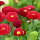 Red flowers  screen for extension Chrome web store in OffiDocs Chromium