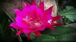 Free download Red Flower Succulent Flora -  free video to be edited with OpenShot online video editor