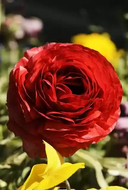 Free download red flower yard nature flowers free picture to be edited with GIMP free online image editor