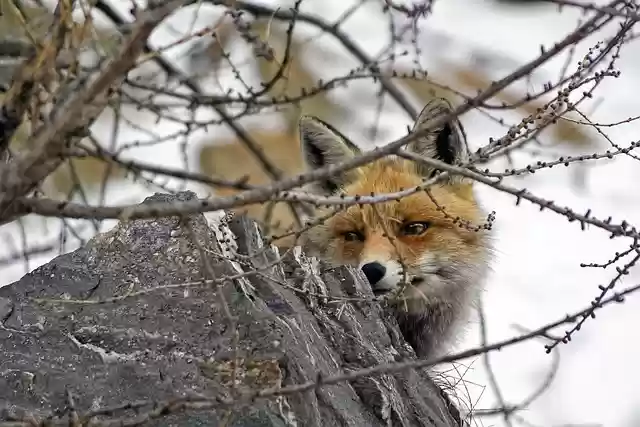 Free download red fox animal carnivores free picture to be edited with GIMP free online image editor